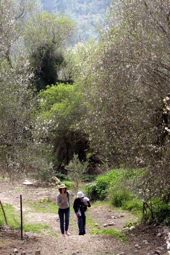 מלון צובה ירושלים - גלריית תמונות